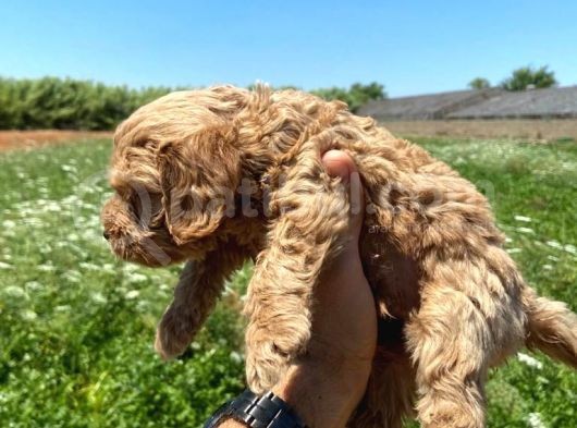 Cockapoo Orjinal Dizay Irktır Ilk Kandan görsel