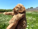Cockapoo Orjinal Dizay Irktır Ilk Kandan