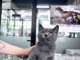 British Shorthair 2 Aylık Yavrularımız