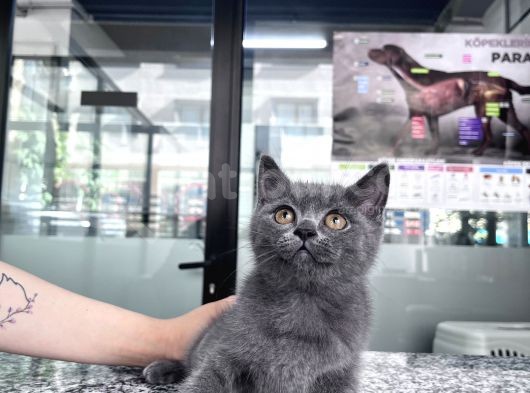 British Shorthair 2 Aylık Yavrularımız