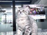 British Shorthair 2 Aylık Yavrularımız