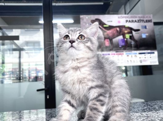 British Shorthair 2 Aylık Yavrularımız görsel