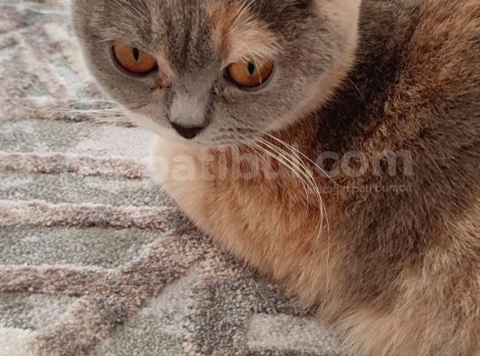 British Shorthair görsel