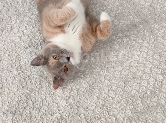 British Shorthair görsel