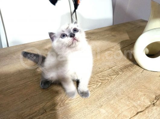 3 Aylık Scottish Blue Point Yavru görsel