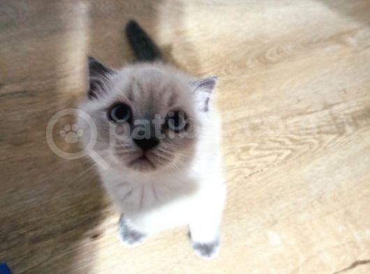 3 Aylık Scottish Blue Point Yavru görsel