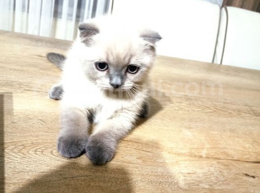 3 Aylık Scottish Blue Point Yavru görsel