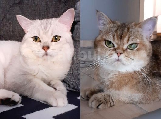 Ev Ortamında Kedi Yavrularımız görsel
