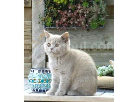 Nadir Bulunan  Lilac Ci̇nsi̇ Di̇şi̇