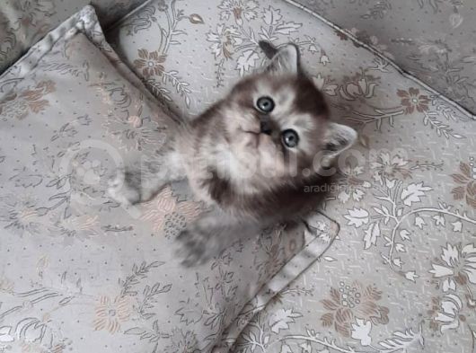 British Shorthair görsel