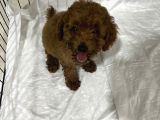 2.5 Aylık aşıladı Tam Toy Poodle