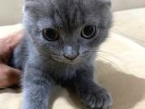 2 Adet Scottish Fold Kedi