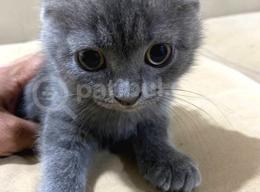 2 Adet Scottish Fold Kedi