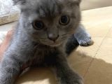 2 Adet Scottish Fold Kedi