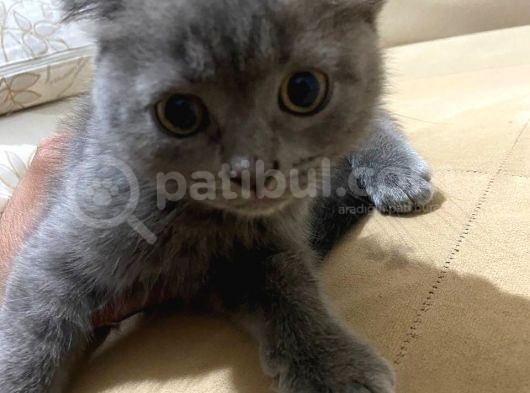 2 Adet Scottish Fold Kedi görsel
