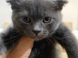 2 Adet Scottish Fold Kedi