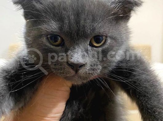 2 Adet Scottish Fold Kedi görsel