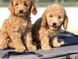 Muhtesem Guzellikte Toy Poodle Bebekler