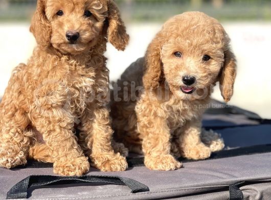 Muhtesem Guzellikte Toy Poodle Bebekler görsel