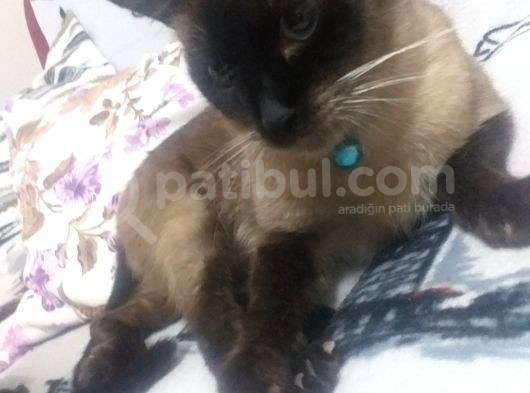 35 Günlük British Blue Point Dişi Yavrumuz görsel