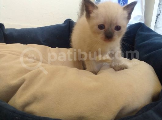 35 Günlük British Blue Point Dişi Yavrumuz görsel