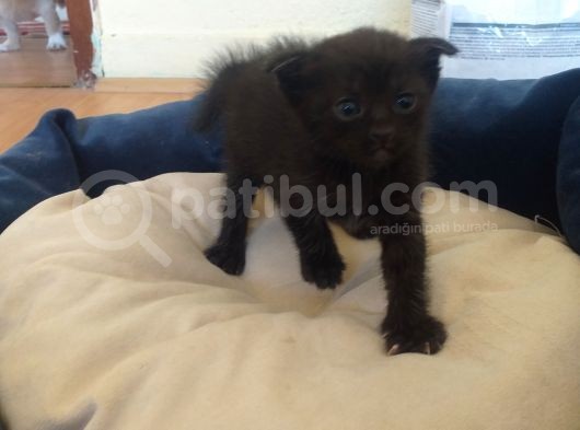35 Günlük British Blue Point Dişi Yavrumuz görsel