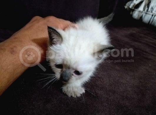 35 Günlük British Blue Point Dişi Yavrumuz görsel