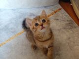 Scottish Straight Black Golden Tabby