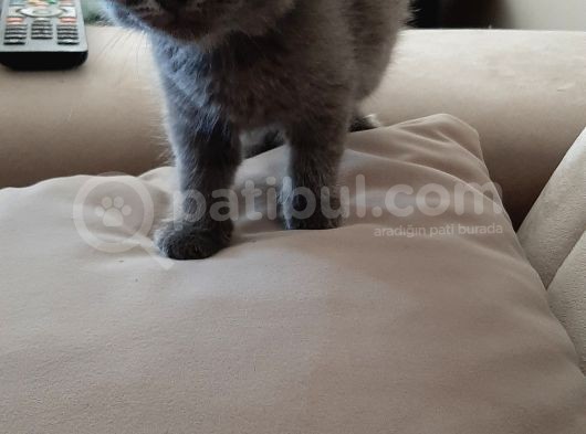 Yavrularima Yeni̇ Yuva Ariyorum görsel