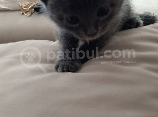 Yavrularima Yeni̇ Yuva Ariyorum görsel