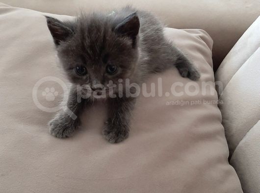 Yavrularima Yeni̇ Yuva Ariyorum görsel