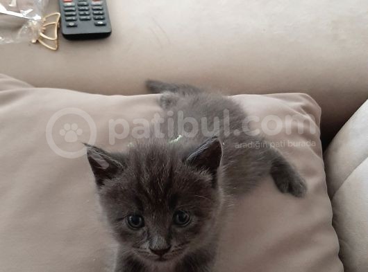 Yavrularima Yeni̇ Yuva Ariyorum görsel