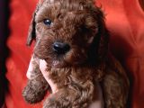 Ev Ortaminda Büyüyen Toypoodle Yavrular