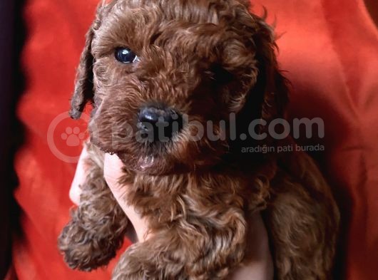 Ev Ortaminda Büyüyen Toypoodle Yavrular görsel