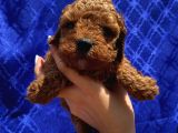 Ev Ortaminda Büyüyen Toypoodle Yavrular