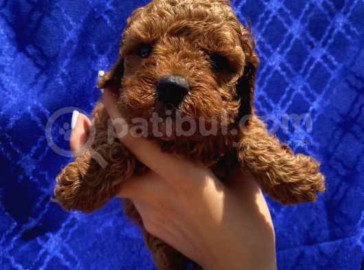 Ev Ortaminda Büyüyen Toypoodle Yavrular görsel