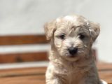 Orjinal Maltipoo Bebekler