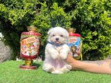 Çanta Boy Maltese Sevimli Yavrular