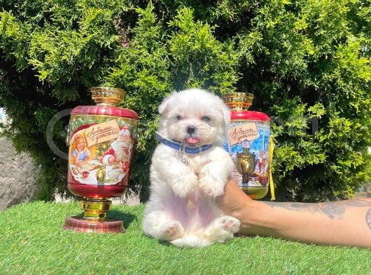 Çanta Boy Maltese Sevimli Yavrular görsel