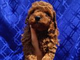 Ev Ortaminda Büyüyen Toypoodle Yavrular