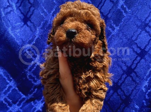 Ev Ortaminda Büyüyen Toypoodle Yavrular görsel