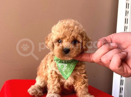 Orji̇nal Toy Poodle  görsel