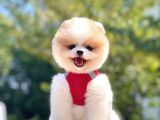 Oyuncu Pomeranian Boo Yavrular