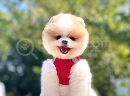 Oyuncu Pomeranian Boo Yavrular