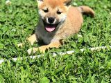 Secereli Shiba Inu Yavrularimiz