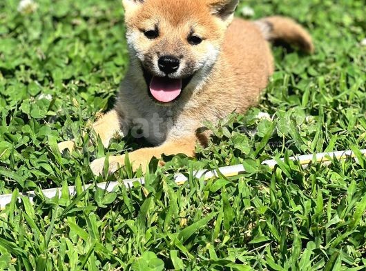 Secereli Shiba Inu Yavrularimiz görsel