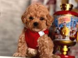 Safkan Toy Poodle Yavrular