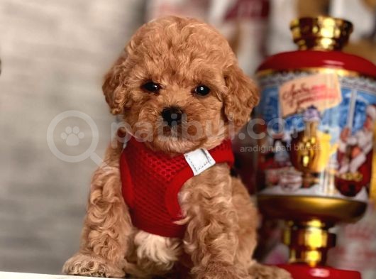 Safkan Toy Poodle Yavrular görsel