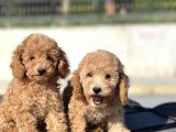 Muhtesem Guzellikte Toy Poodle Bebekler