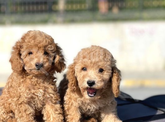 Muhtesem Guzellikte Toy Poodle Bebekler görsel